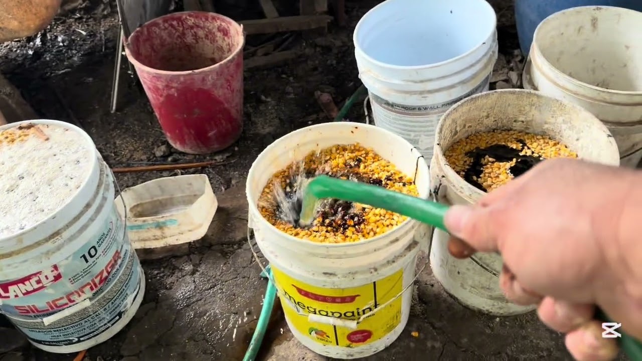 Cómo producir carcio  para las codorniz  #vidaconplumas 