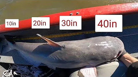 Drift Catfishing SANTEE COOPER Old School (TROLLING MOTOR DOWN)