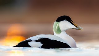 Common Eider in 4k. 240fps GH5S slowmotion