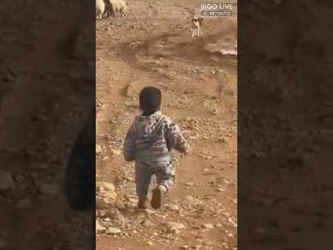 ولك وين رايح