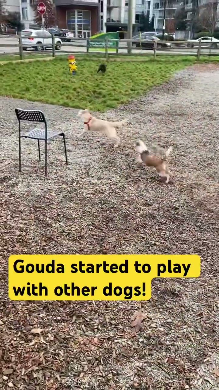 My Puppy Started To Play With Other Dogs puppy dog 5months My Puppy Started To Play With Other Dogs puppy dog 5months