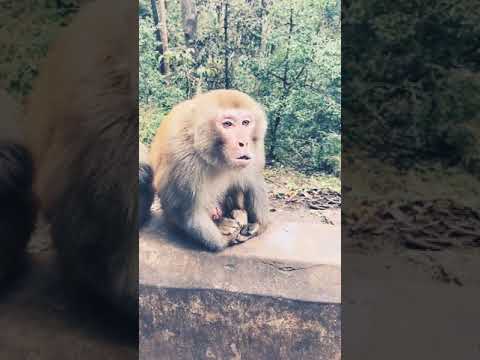 Haryanvi Bandar Bandriya Ka Khel - Funny Video | Comedy Video #short