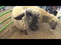 Increible TIANGUIS DE ANIMALES de San Bernabe  🐄 🐎 🐖 🐏 🐑 🦙 🐐(Mario Blogs )