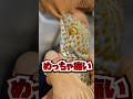 巨大なヤモリに噛まれた結果... #爬虫類 #ヤモリ #ペット