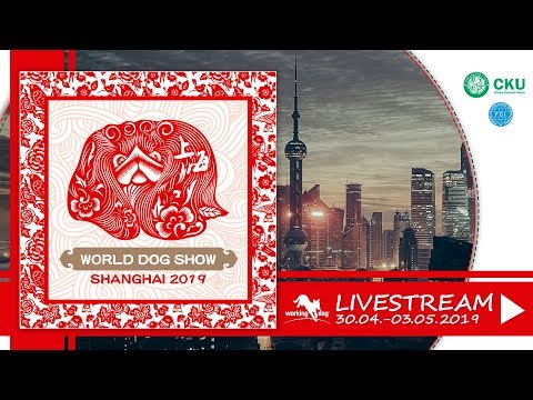 knpv berger hollandais World Dog Show 2019 - Shanghai (China)