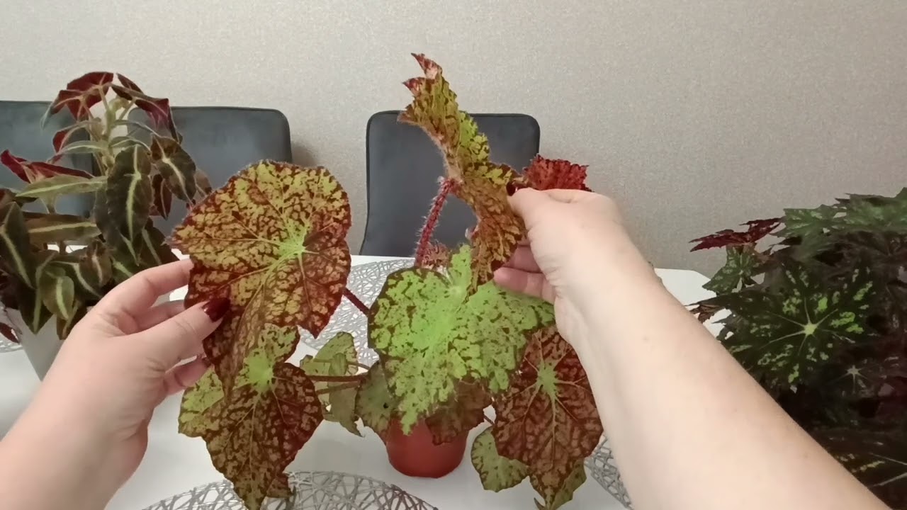 Бегонии. Разнообразие оттенков на одном растении.