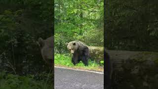 Bear Dances On Two Legs While Scratching An Itch