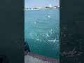 Дельфины с чайками на перегонки охотятся в Анапской Бухте #Анапа #Дельфины
