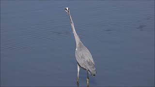 Малая белая и серая цапли. / Egretta garzetta, Ardea cinerea jouyi / Little egret and grey heron.