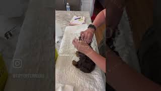 How I Microchip The Puppies 🐾 #microchip #finano #yorkies #yorkiebreeder #yorkshireterriers Content