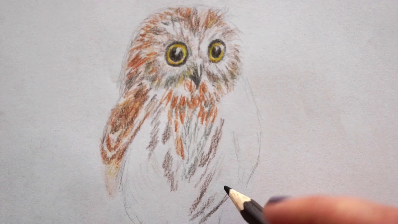 Baby Eule Zeichnen Lernen Vogel Malen How To Draw An Owl Baby Drawing Kak Narisovat Sovu Youtube