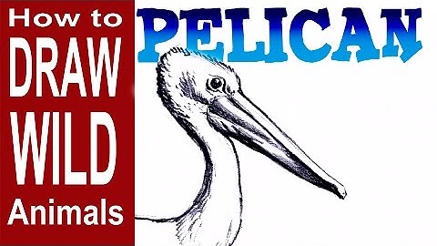 How to Draw a Pelican (Advanced)