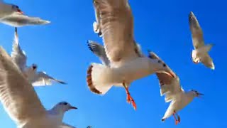 Seagull Sound Effect |Beach Sound Effects with Seagulls at the Turquoise Sky with Seagull Flying 10h