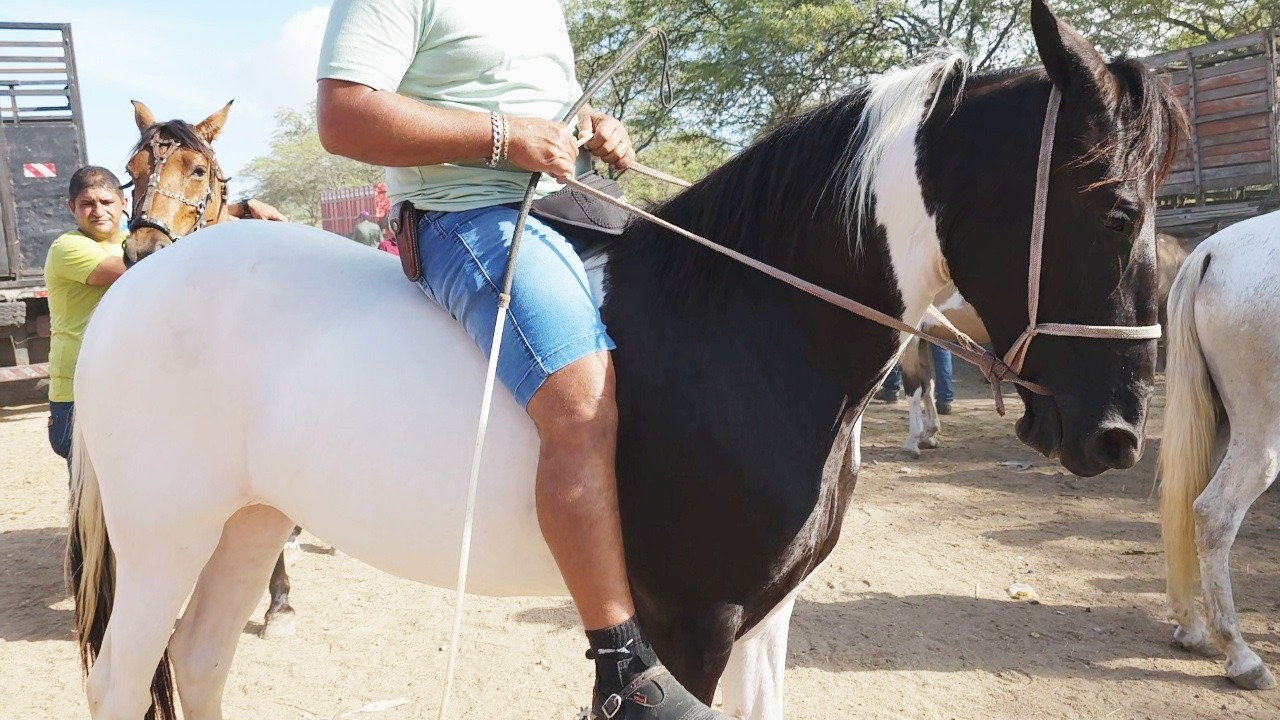 FEIRA DE CAVALOS EM CARUARU-PE  22-04-2025  #nordeste