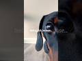 Feeling Rich Because… #dachshund #dogshorts #minidachshund #dogs #dogsofyoutube