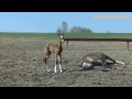 Ахалтекинский жеребчик Эзис Шаэль, Akhalteke colt Ezis Shael (Sayvan - Ezize). 3 days old