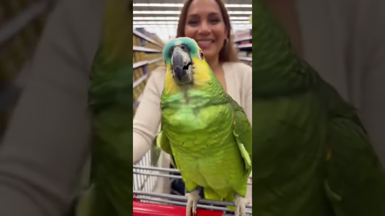 Este loro armó un drama en el supermercado 😂🦜🛒