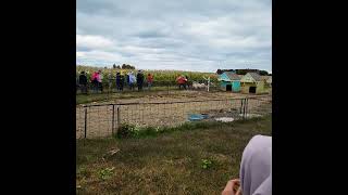 Pig race at Old McDonald's Farm in Sackets Harbor, NY #pigs #race #farm #family #fun