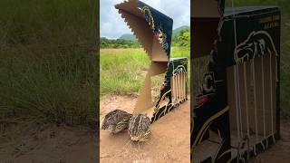 Innovative Unique Quick Quail Trap Using Cardboard Box #survival #bushcraft#outdoor