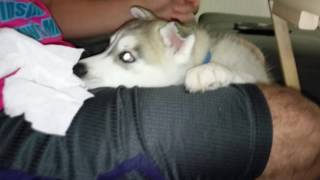 Curious husky puppy by Justin 84 views 7 years ago 23 seconds