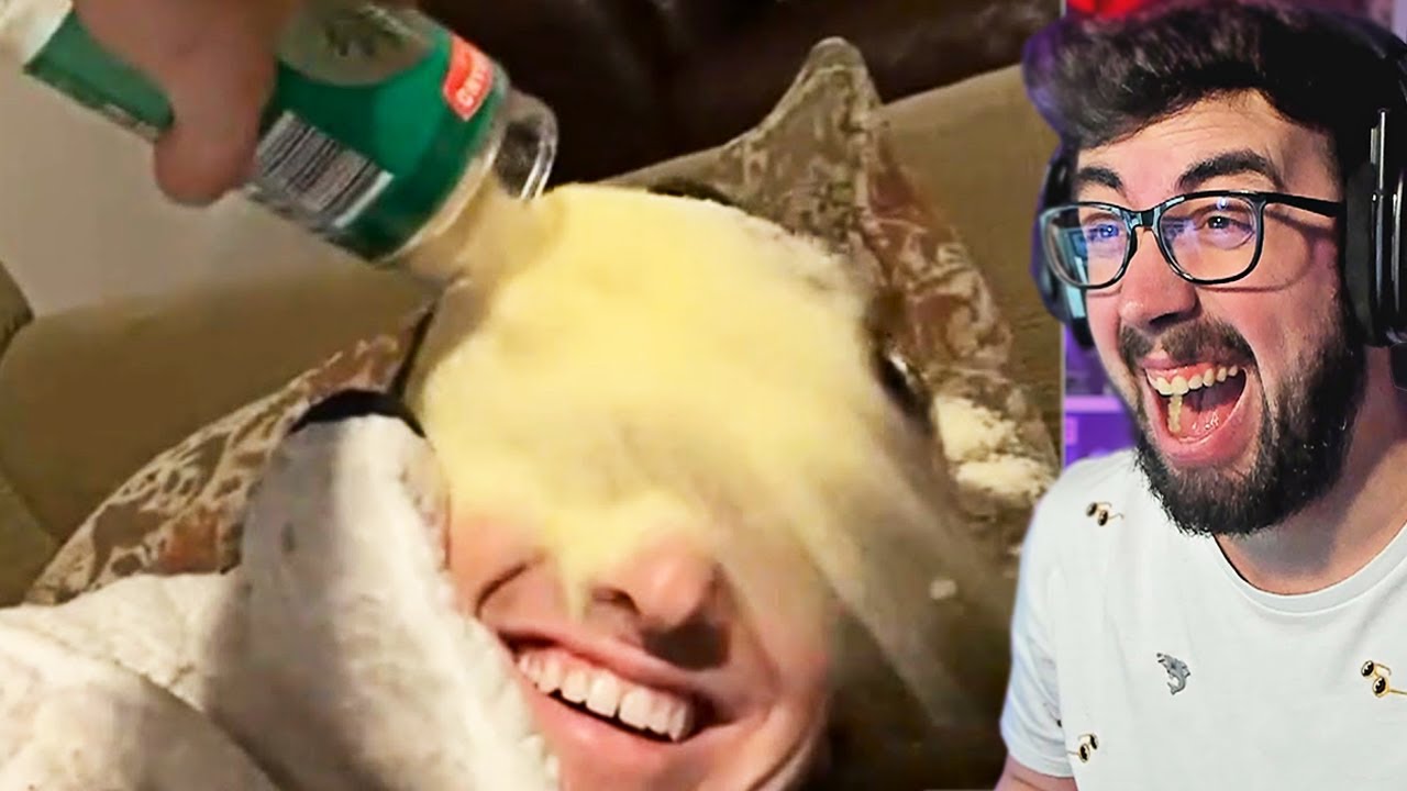 Si te RIES PIERDES nivel DIOS VIDEOS DIVERTIDOS 😂