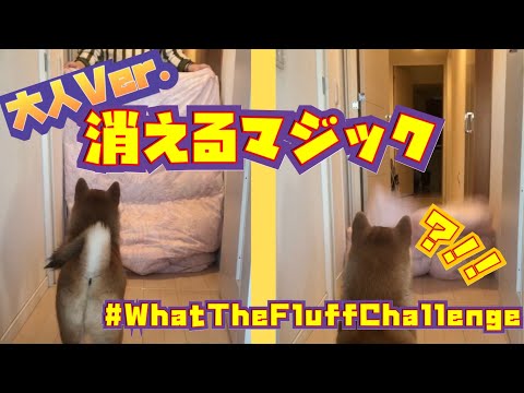 【Magic】飼い主が突然消えたら柴犬はどういう反応をするのか！？#shorts