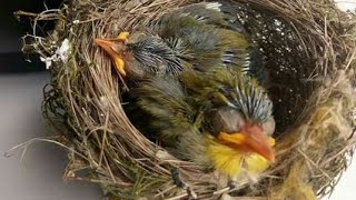 pleci anakan naik daun harga selangit