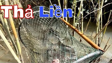 Dỡ Lờ Gặp Cá Lóc Khủng Nhưng Phải Thả Ngay Khi Thấy Bầy Con – Mưu Sinh Nhưng Luôn Giữ Tự Nhiên