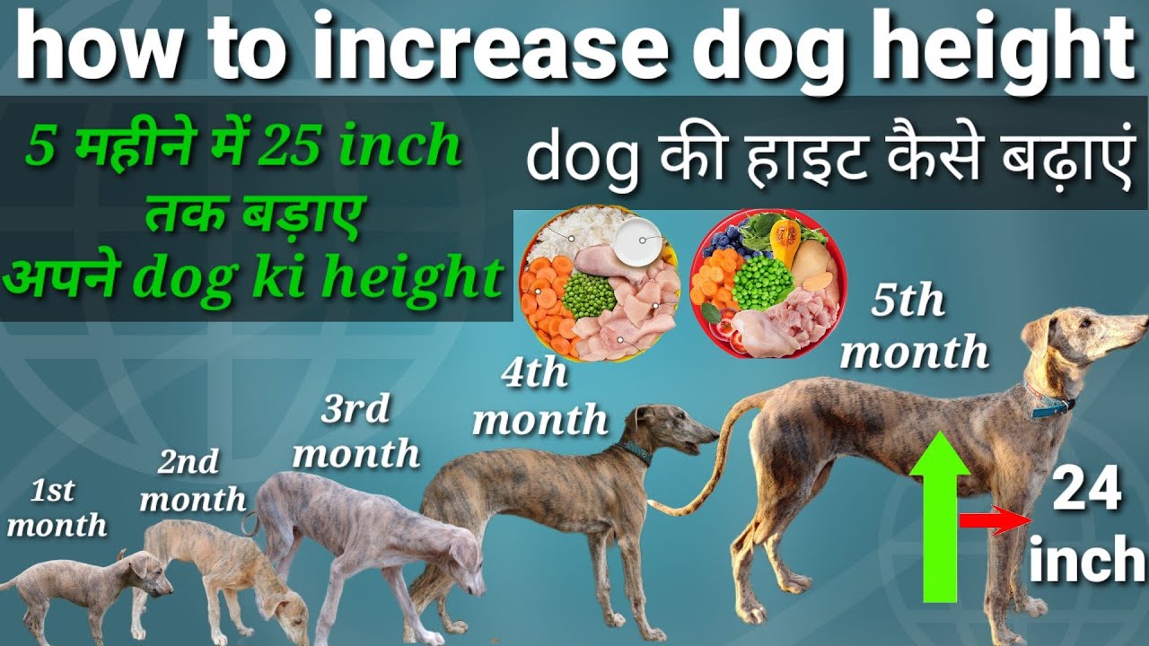 5 महिनें में बढ़ाए 24inch से जादा dog की हाइट how to increase dog height formula YouTube