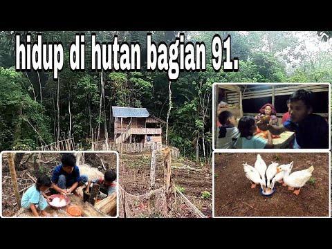 Video: Yang Tinggal Di Hutan Malar Hijau