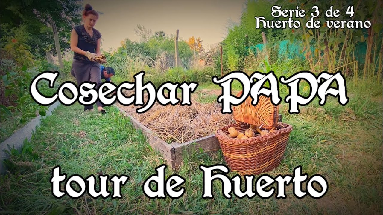 Como y cuando cosechar papa? y Tour de Huerto 3 de 4