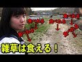 【究極の節約】道端の雑草が食べれるようになる動画