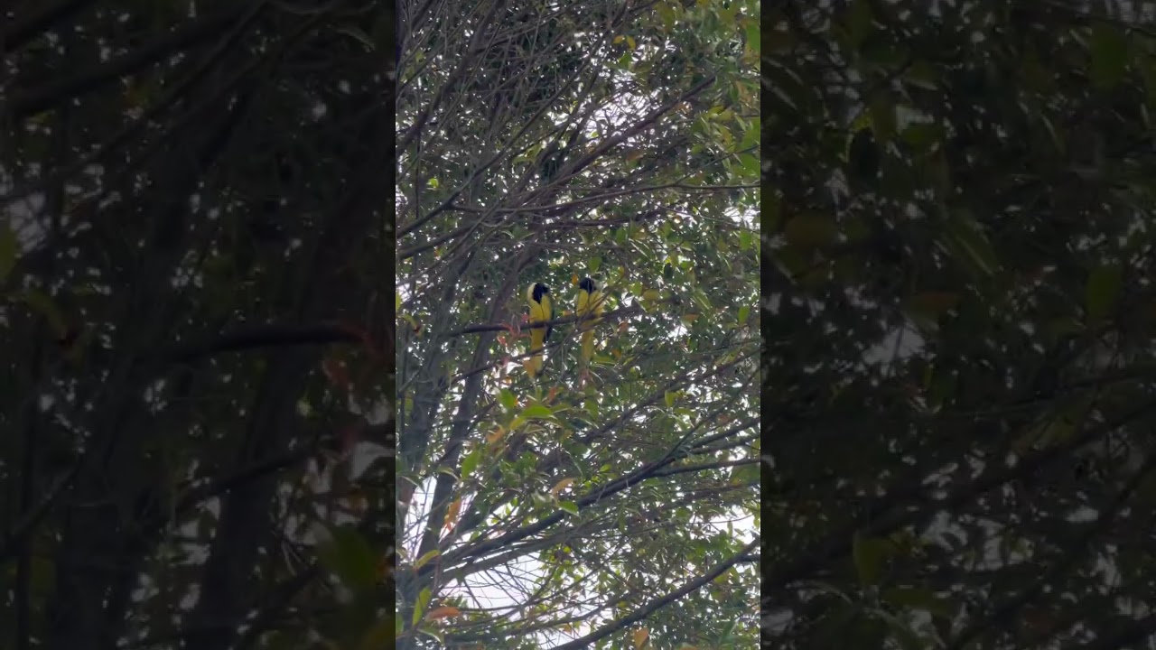 Cyanocorax yncas, carriqui de montaña para Fauna de Colombia por Dahiana Morales