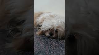 RUBY IS IN HEAVY SLEEPING MODE #shihtzu #dogs #india #indian #puppy #training #food #trend #smart