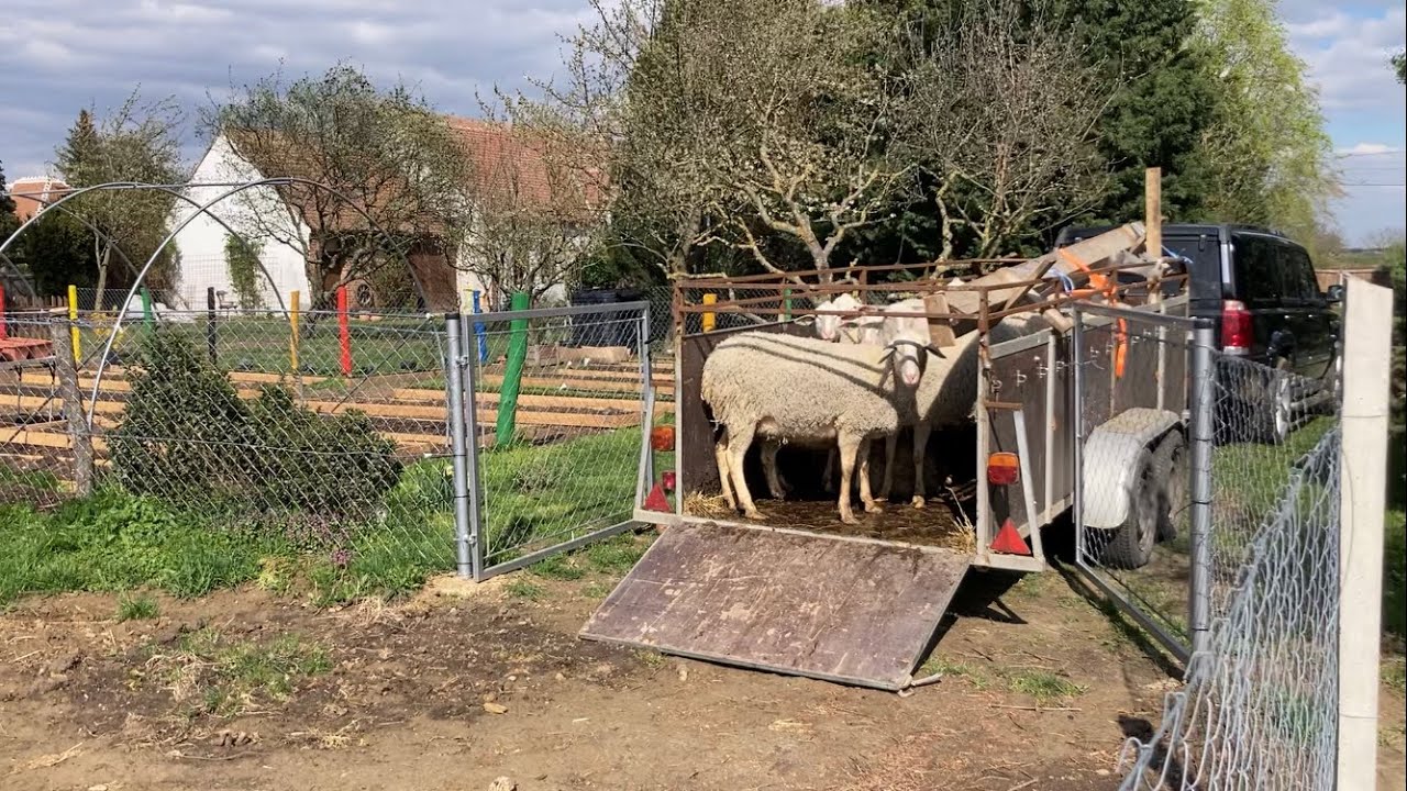 Megérkeztek a juhok a szélviharban - ilyen fajtát vettem