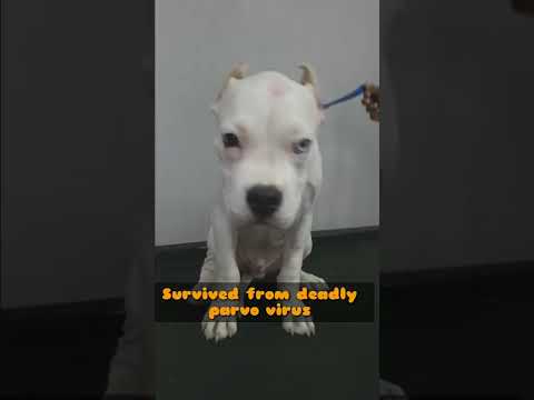 Video: Gejala dan Rawatan Canine Parvovirus