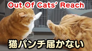 Out Of Cats'' Reach 〜 短足マンチカンの猫パンチが届かない 〜  【マンチカンズ】