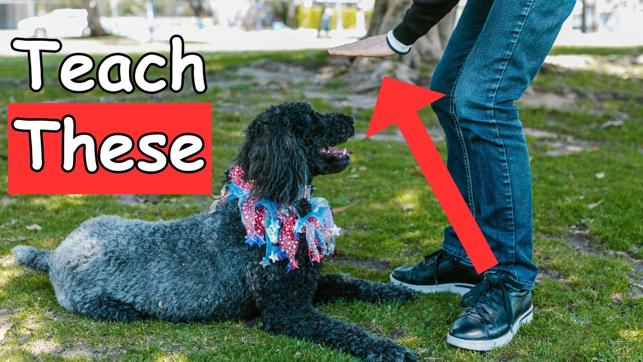 11 Essential Dog Commands Every Dog Owner Must Know (Make Your Life ...