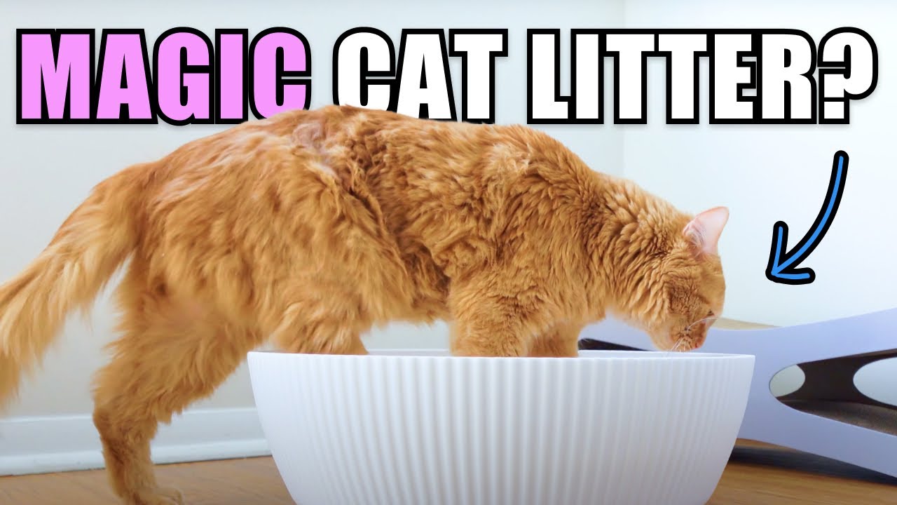 We tried PrettyLitter Cat Litter Full Review YouTube