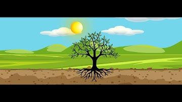 🌱 Growing Tree from Seeds – 2D Animation