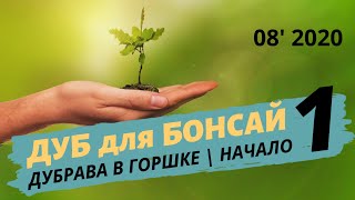 Бонсай из дуба. Часть 1 | Август 2020