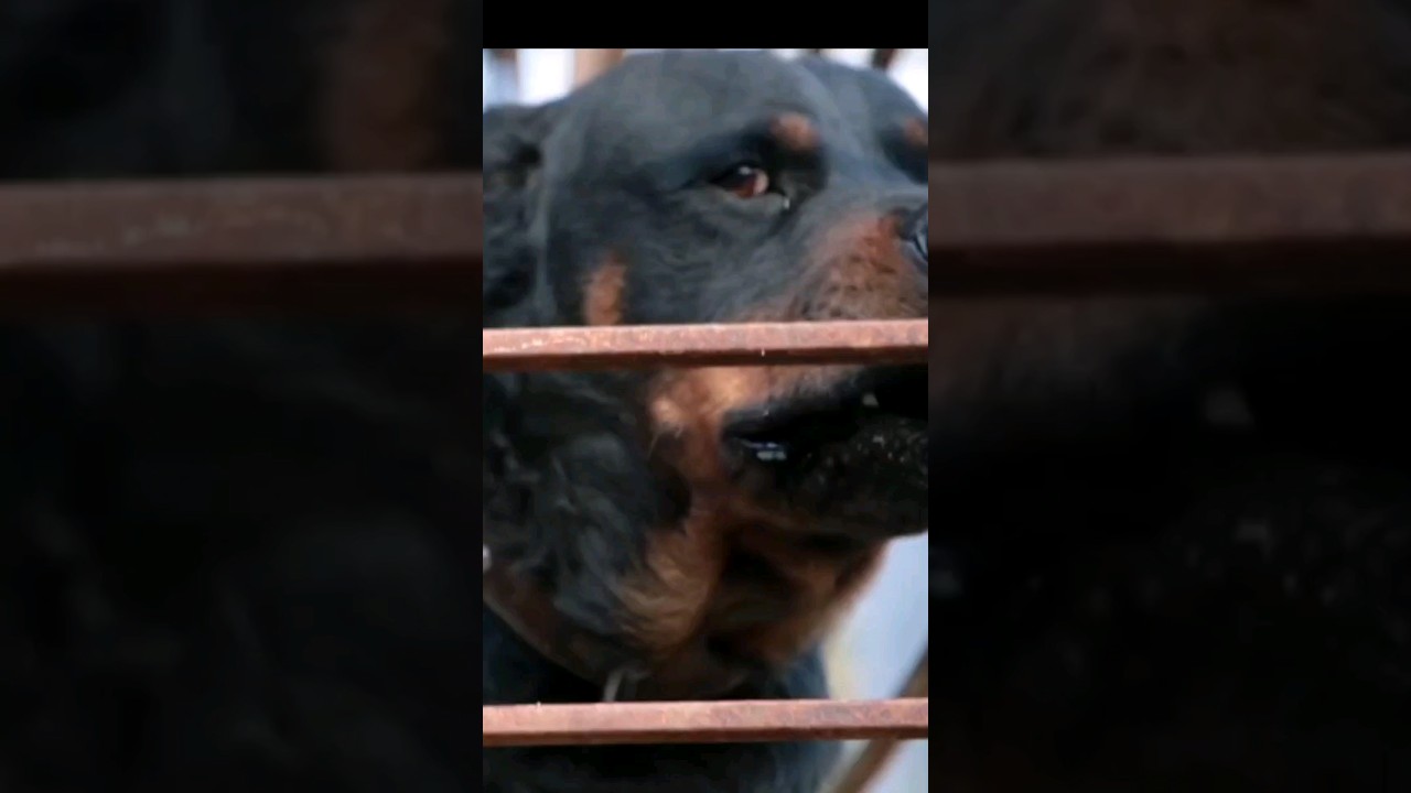 🐶Understanding Dog Breeds:🐶 Perceptions of Danger and Cost Analysis"🐶🙅🏼‍🐕🐕🐕