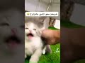 Cat تزاوج القطط