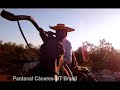 Travessia de boiada no Pantanal Cáceres Mt Brasil