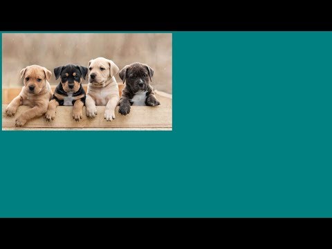 საიტზე სლაიდშოუს გაკეთება, დროის ინტერვალით (HTML | CSS | JS)