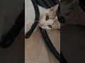 إنت قطتي الحلوة وما في أحن منك Cute Funny میمز Animals Pets Shorts Kitten 