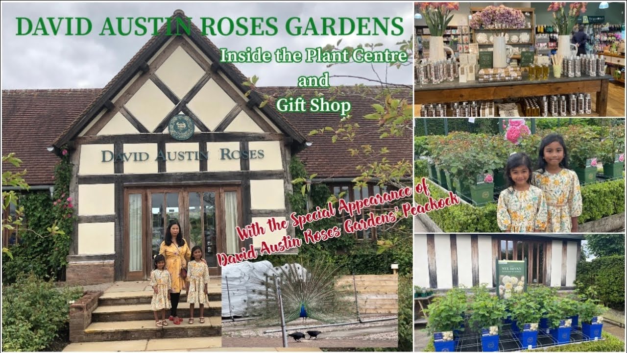 Download David Austin Rose Garden and Plant Centre  Part 2 4K|Inside the Plant Centre and Gift Shop Full Tour