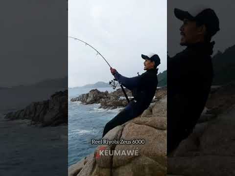 Reel Riyobi Zeus