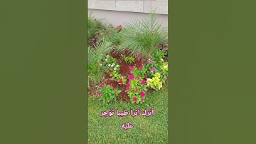تلاوة #القارئ #اكسبلور #تيك_توك #دويتو #المصحف #ترند #في #يوتيوب #لايك @hasalaih