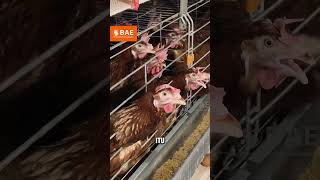 Kondisi Suhu di Daerah Peternakan Bisa Menjadi Kelebihan Untuk Kandang Ayam  #ayam #pertenakan